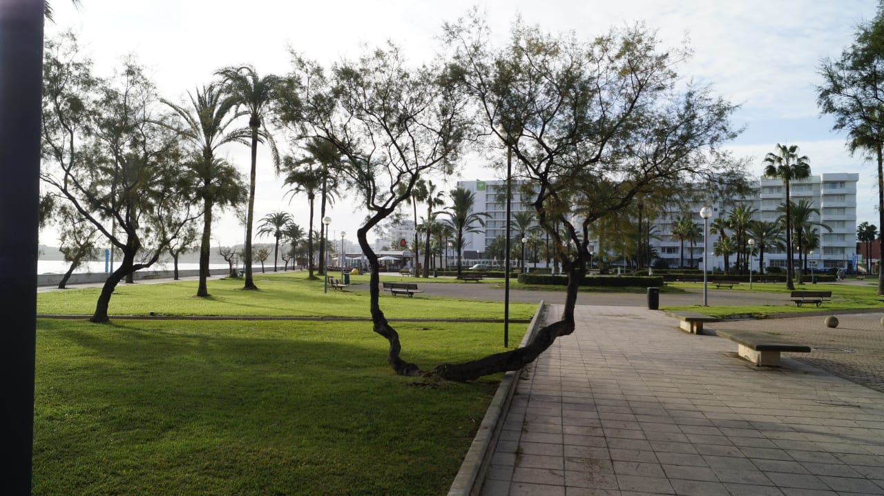  Bäume allsun Hotel Bahia del Este