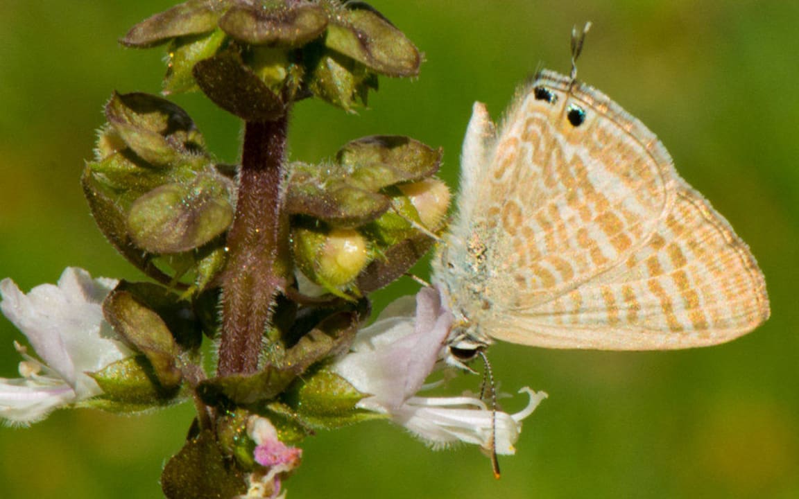 Schmetterling Happy Life Village