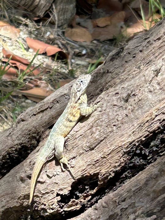 Gartenanlage Hotel Las Americas