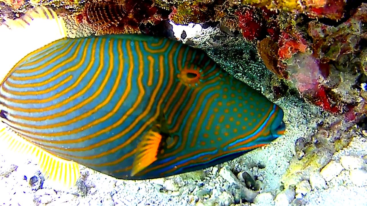 Sport & Freizeit Adaaran Select Hudhuran Fushi - Premium All Inclusive