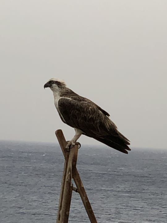 Strand Pickalbatros Golf Beach Resort