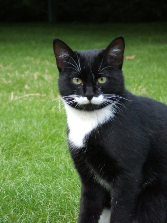 Eine echter Türke, man beachte den Schnäuzer! Voyage Belek Golf & Spa