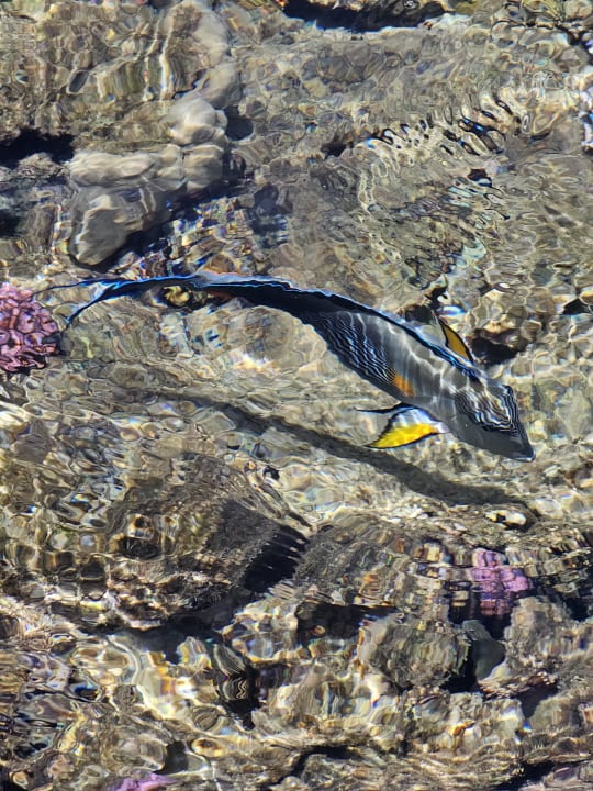 Strand Steigenberger Coraya Beach - Adults only