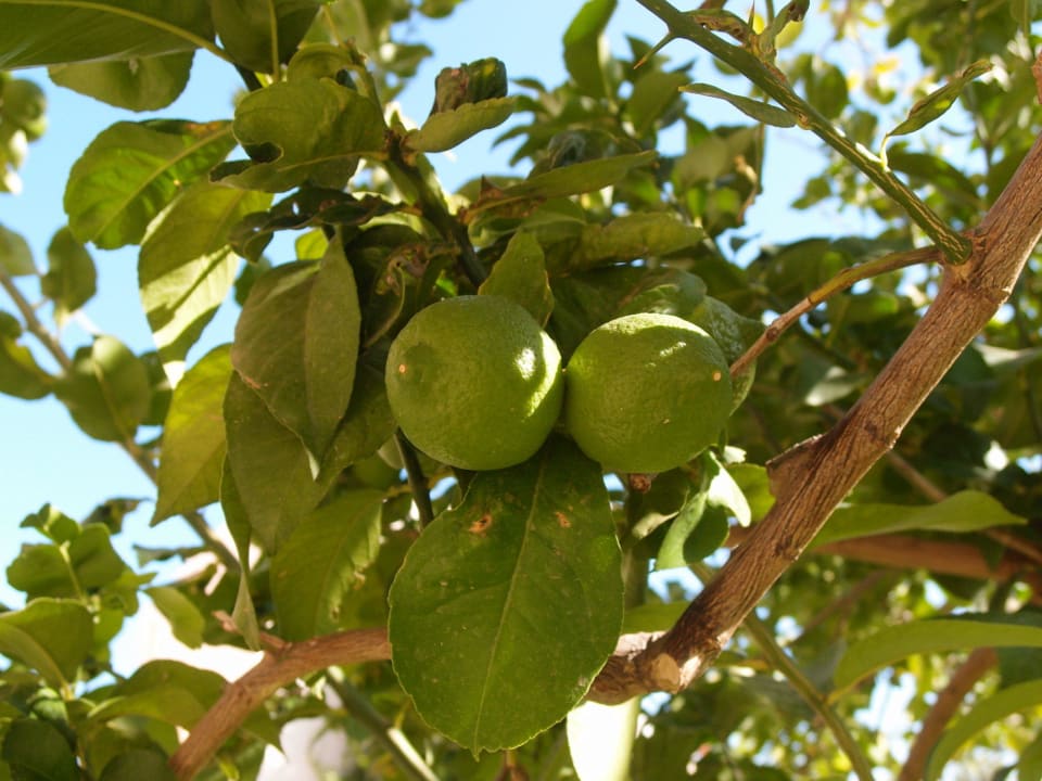 Limonki za oknem HARPIN Georgioupolis Resort Aquapark & SPA