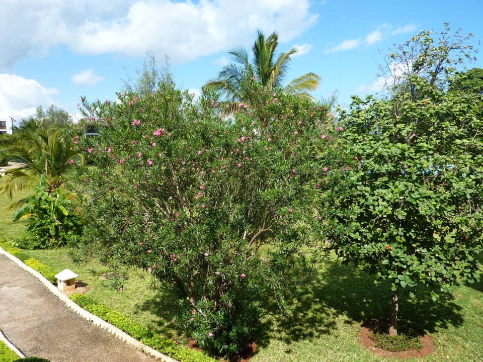 Gehweg Royal Zanzibar Beach Resort