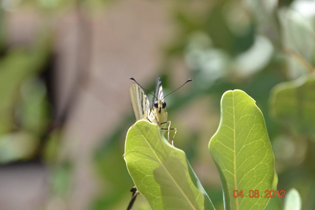Schmetterling Korfiatis Apartments
