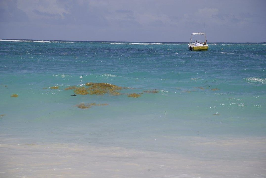 Algen im Meer Punta Cana Princess All Suites Resort & Spa
