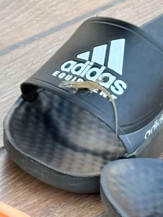 Sonstiges Hotel Royal Garden Beach