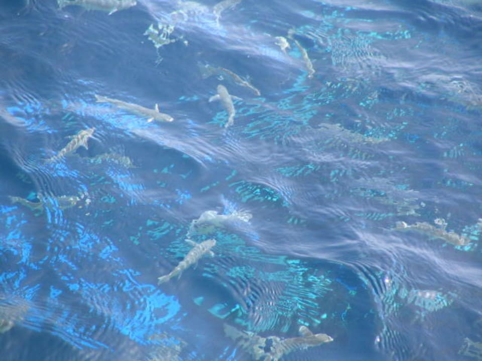 Fische Sentido Akassia Beach
