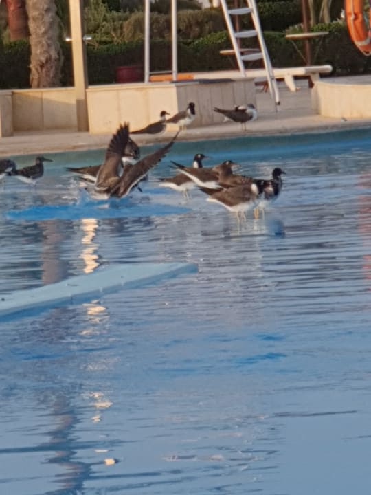 Pool Hotel Gorgonia Beach Resort