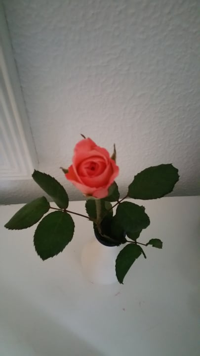 Zimmer El Mouradi Club Kantaoui