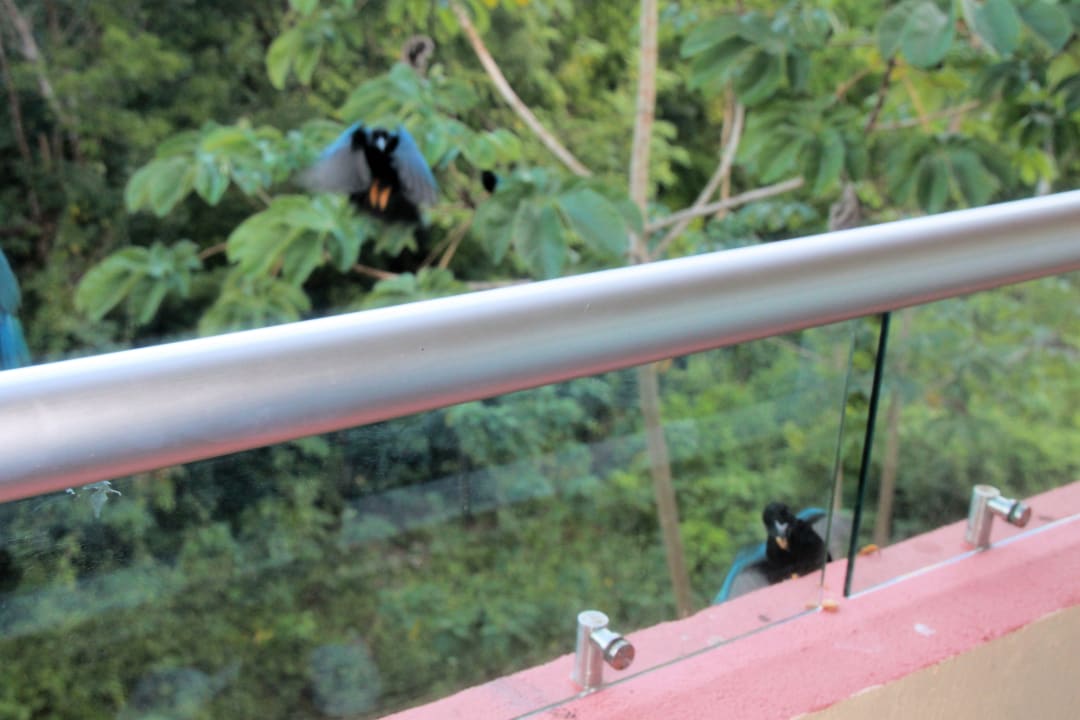 Vögel am Balkon Sandos Playacar Select Club Adults only - All Inclusive