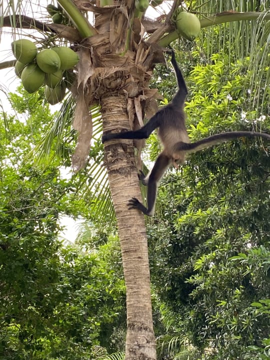 Gartenanlage Hotel Riu Playacar