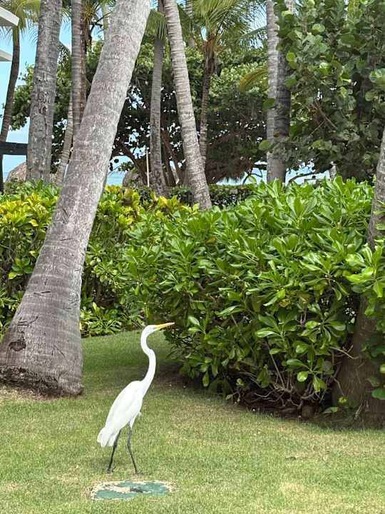 Gartenanlage Grand Palladium Palace Resort Spa & Casino - All Inclusive