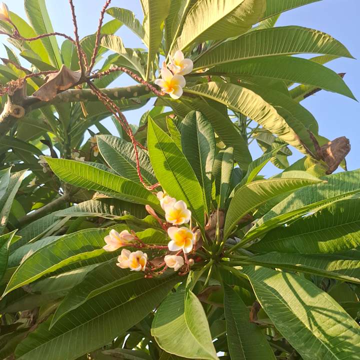 Gartenanlage The Cove Rotana Resort