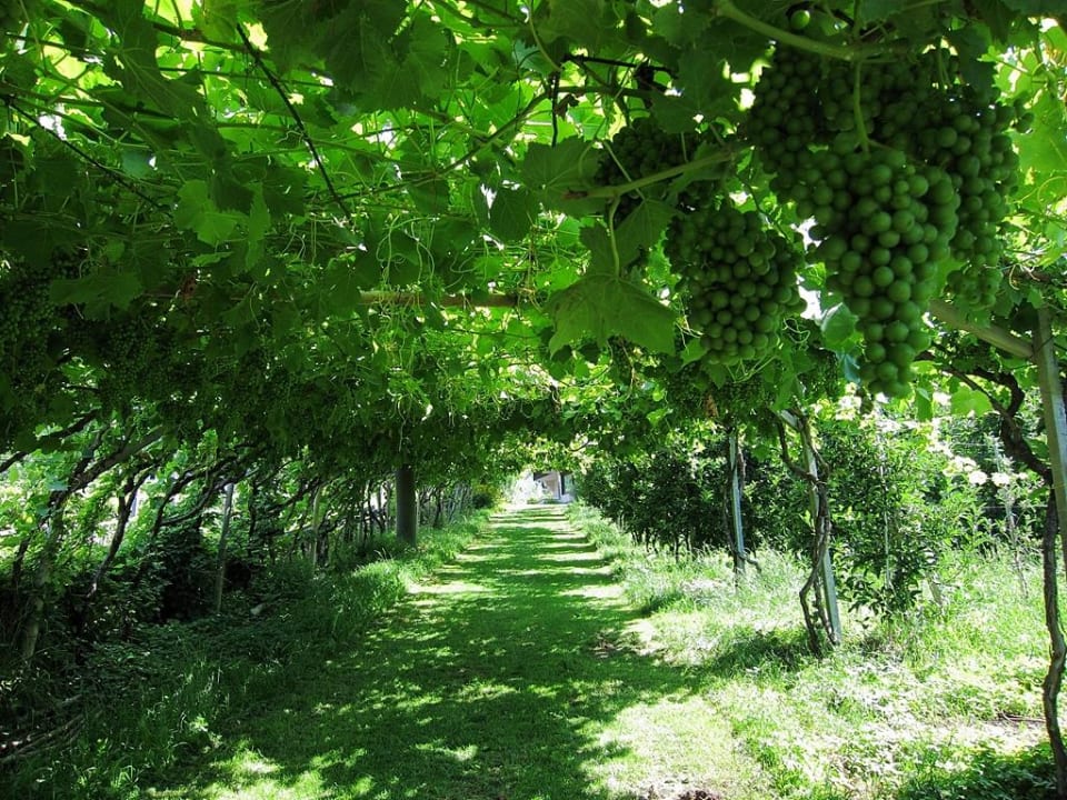 Weg vom Pool zum Sonnenbichl Palmengarten Hotel Gstör