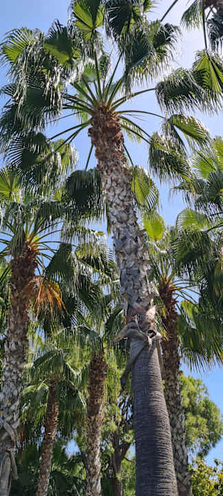 Gartenanlage Hotel Miramare Beach