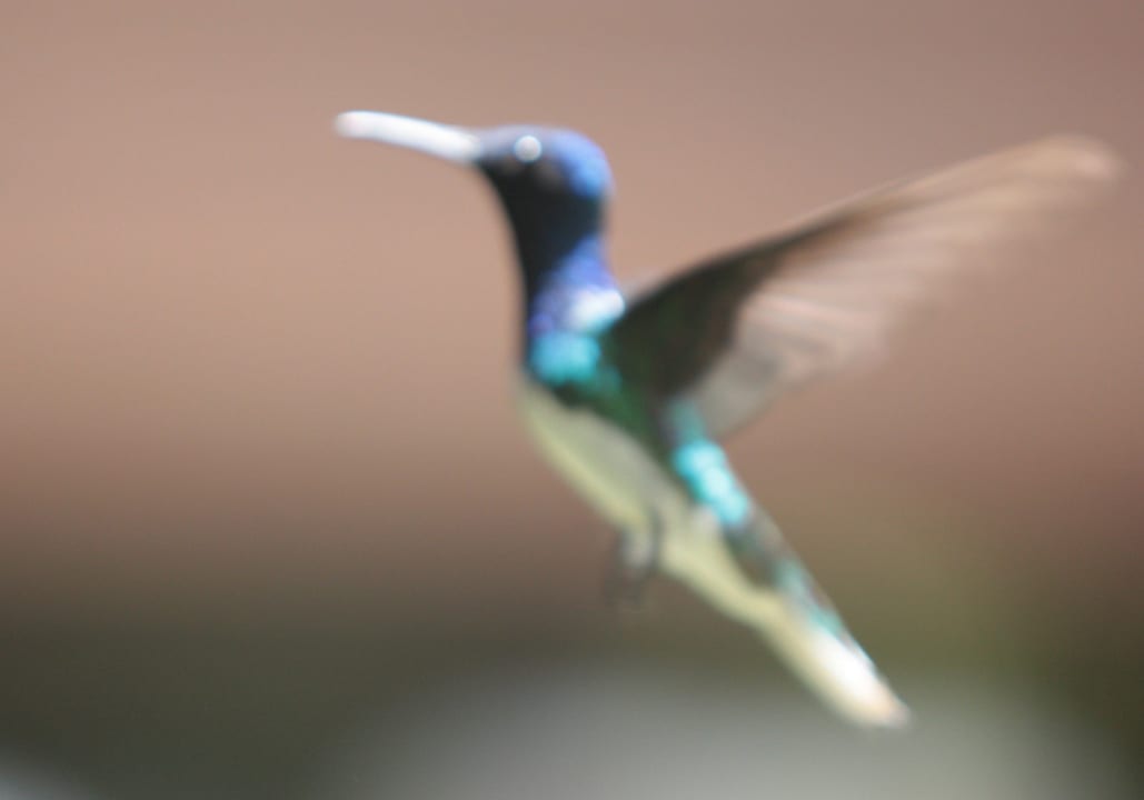 Gartenanlage The Green Valley Inn