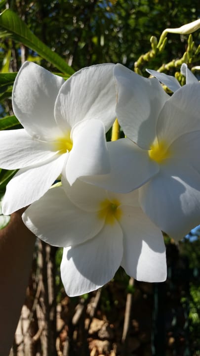 Gartenanlage Wyndham Alltra Samana