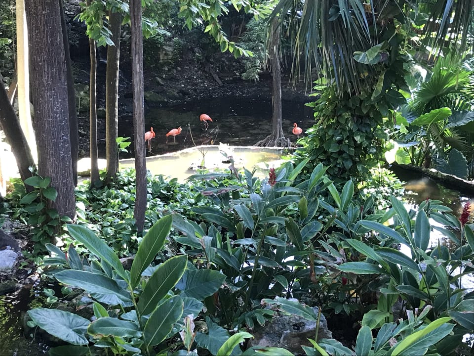 Gartenanlage Iberostar Waves Tucan