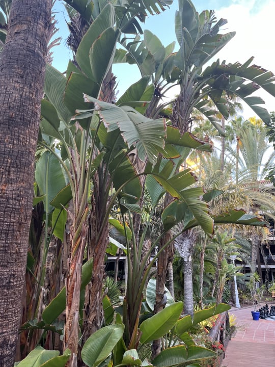 Außenansicht Hotel Parque Tropical