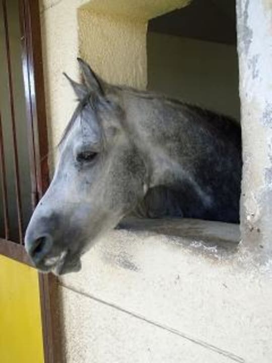 Das sind Einstellpferde-nicht für Ausritte buchbar Concorde El Salam Hotel Sharm el Sheikh by Royal Tulip