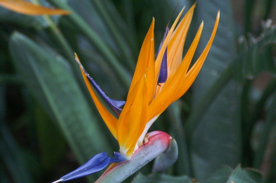 Strelizien Ferienhaus A Vigia