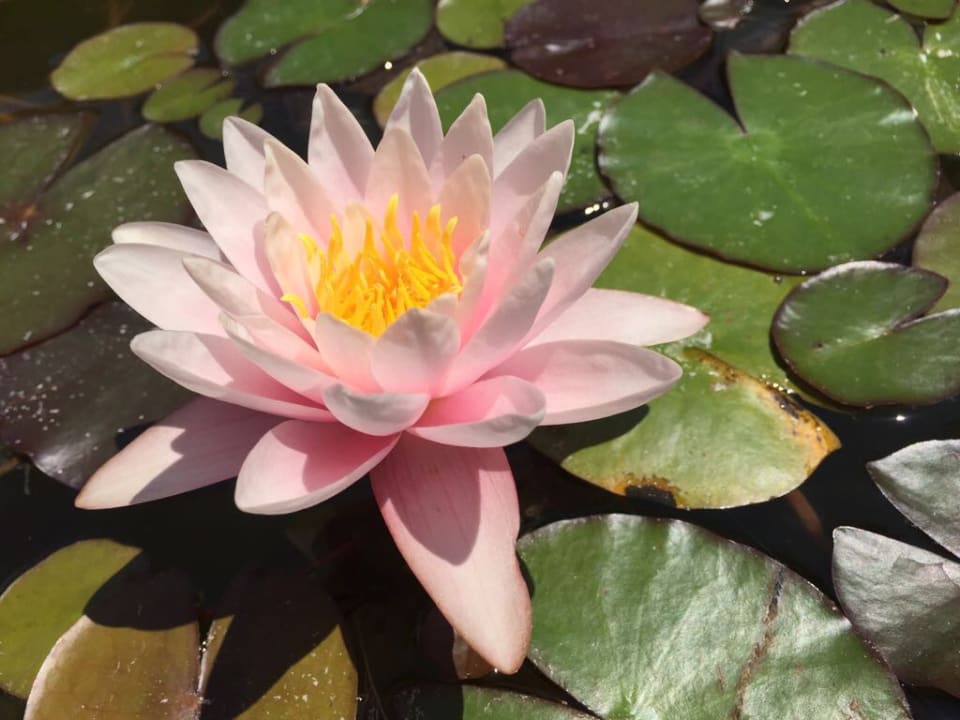 Gartenanlage Protur Biomar Sensatori Resort