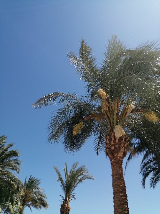 Gartenanlage Amarina Abu Soma Resort & Aquapark