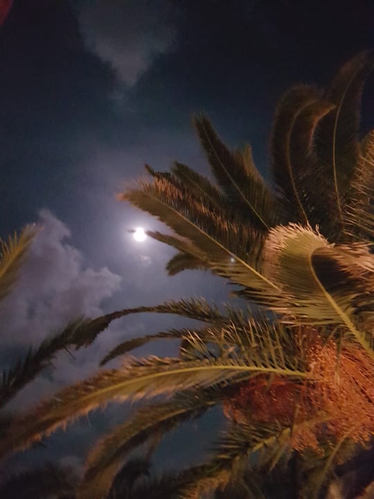 Gartenanlage Annabelle Beach Resort