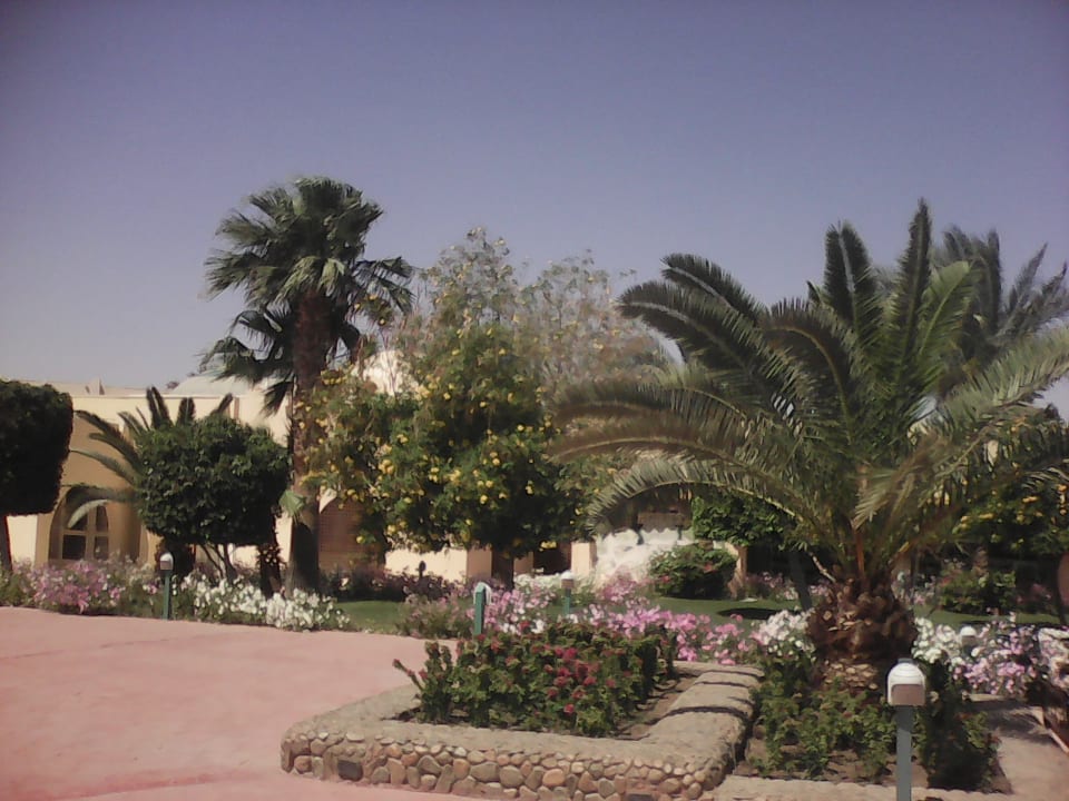Gartenanlage Desert Rose