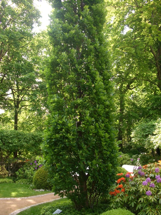 Eine Stieleiche A-ROSA Strandidyll Heringsdorf