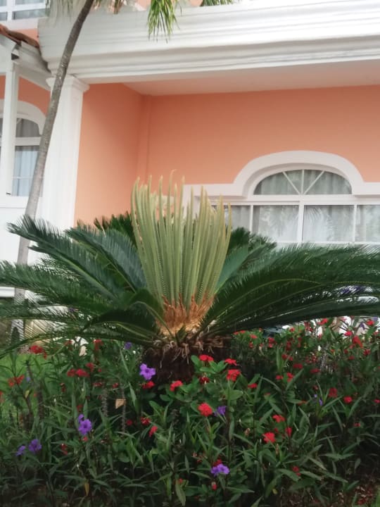 Gartenanlage Bahia Principe Grand Samana - Adults Only