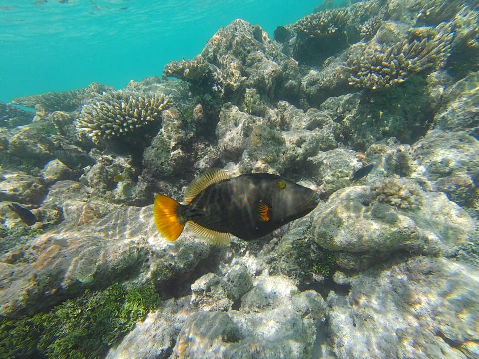 Sport & Freizeit Meeru Maldives Resort Island