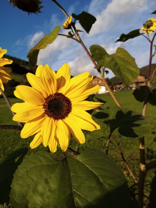 Gartenanlage Proderhof - Urlaub auf dem Bauernhof