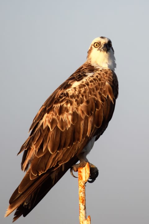 Sonstiges Makadi Spa - Adults only