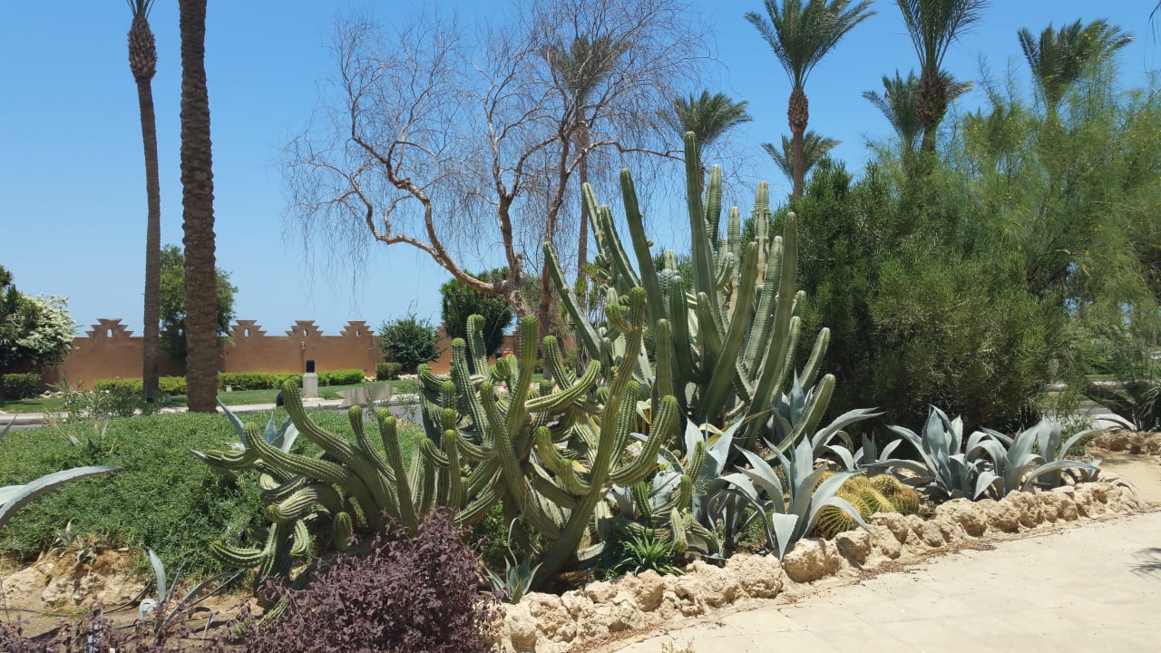 Gartenanlage Makadi Palace
