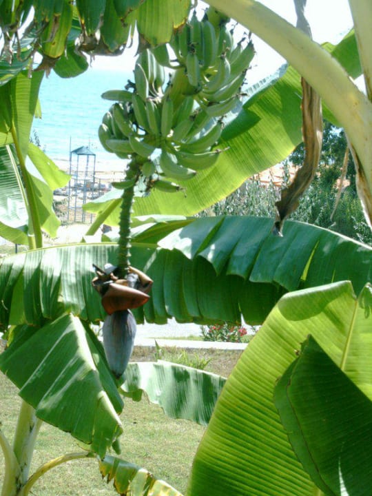 Bananenbaum Club Sidelya Hotel