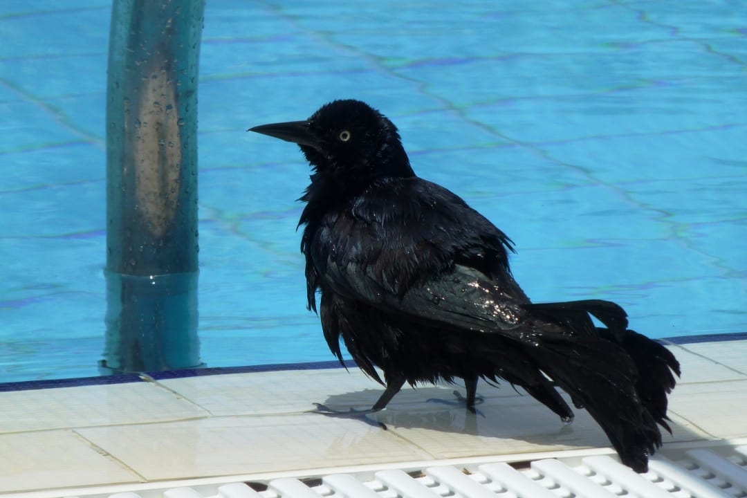 Badender Vogel am Erwachsenenpool Melia Las Dunas
