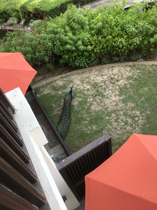 Ausblick JA Palm Tree Court