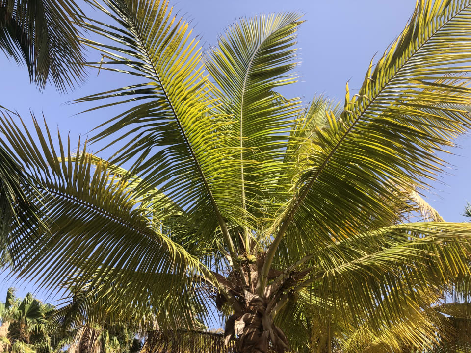 Gartenanlage Hotel Riu Cabo Verde