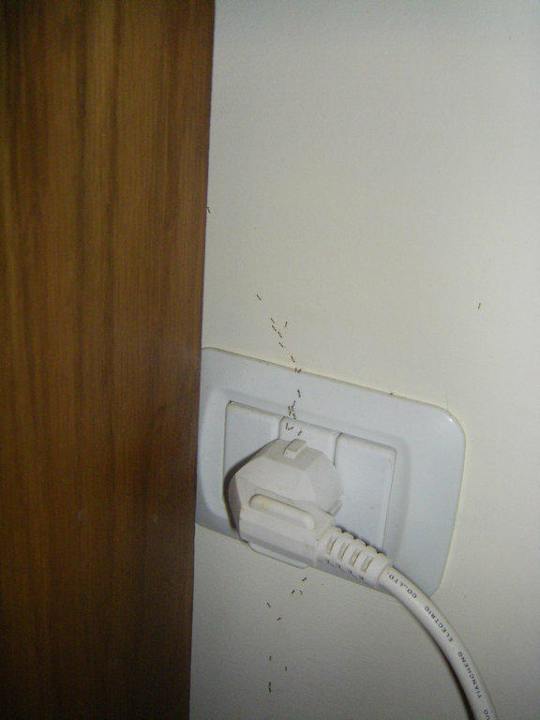 Ameisenstraße im Zimmer! Regency Plaza Aqua Park & Spa