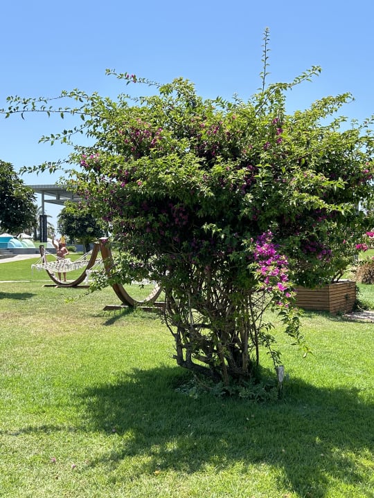 Gartenanlage TUI BLUE Xanthe