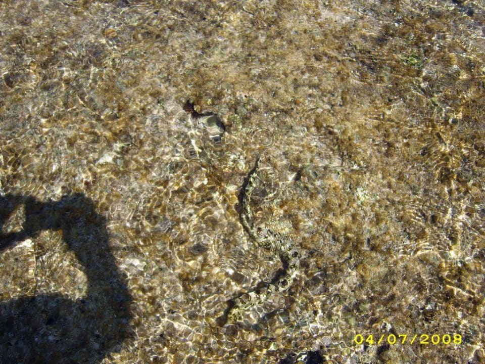 Schlangenaal bei Ebbe Serenity Alpha Beach