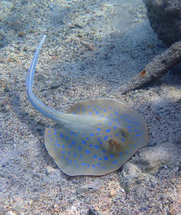 Strand Utopia Beach Club