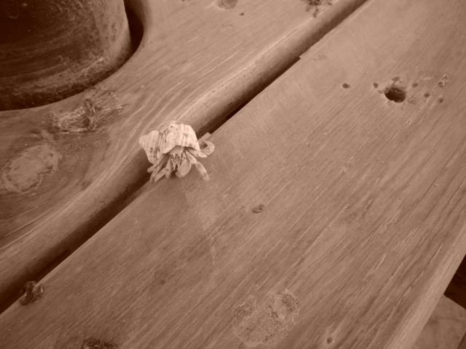 Крабик Steigenberger Coraya Beach - Adults only