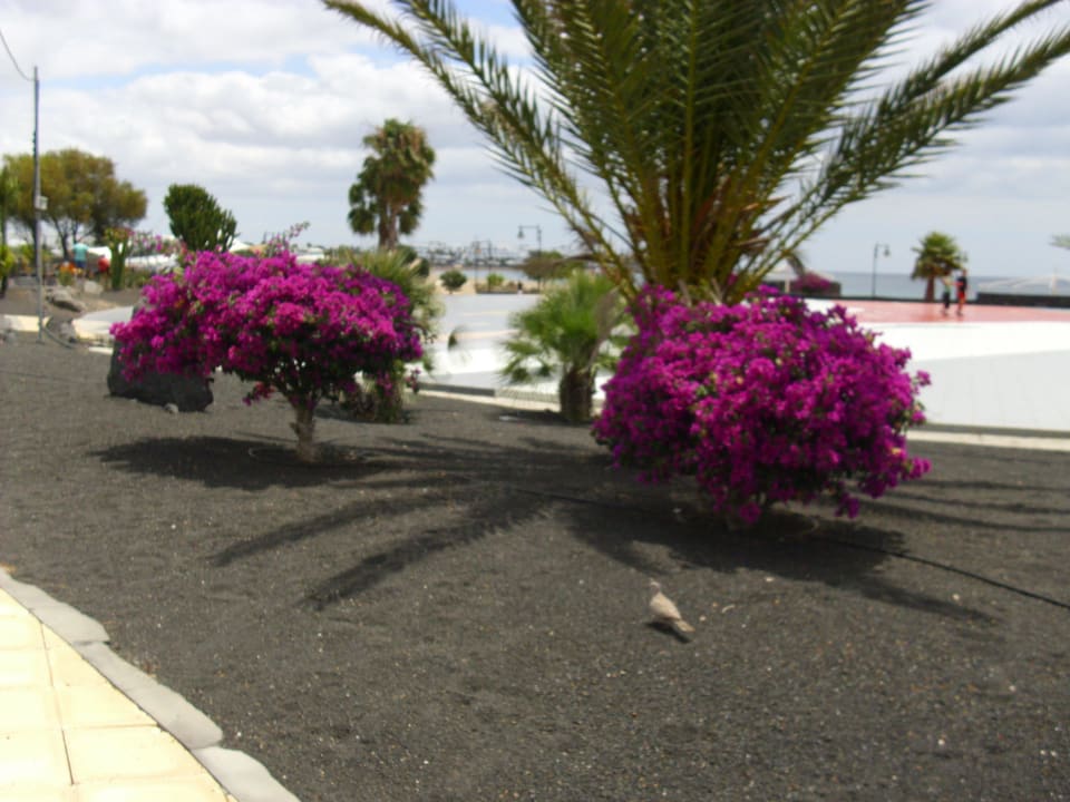 Strandpromenade Hotel Riu Paraiso Lanzarote