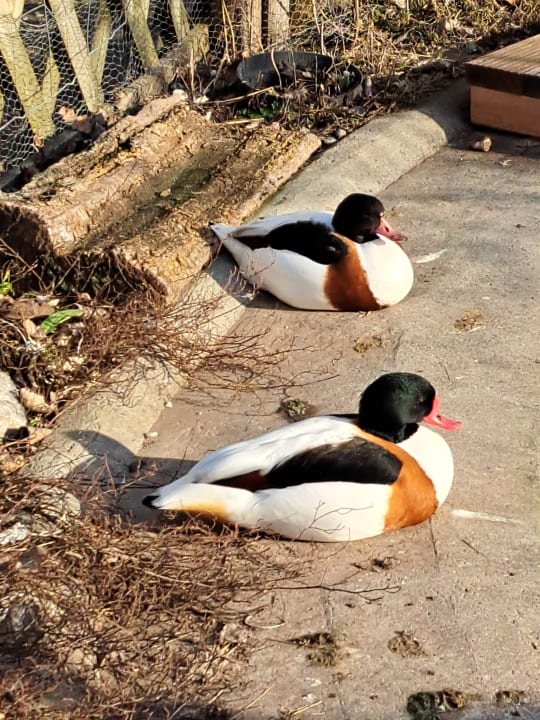 Sonstiges St. Martins Therme & Lodge Hotel