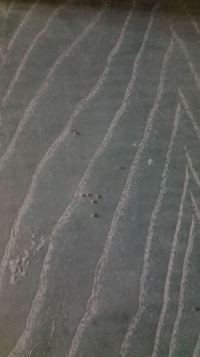 Läusebefall aufgrund feuchter, alter Holzmöbel SBH Costa Calma Beach Resort