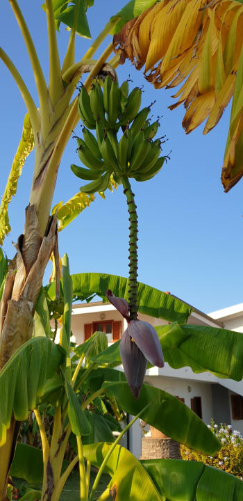 Gartenanlage TUI SUNEO La Conchiglia